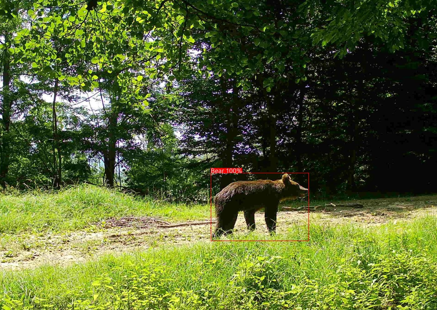 Camera-trap photograph of a brown bear in a forest clearing with the model's detection box